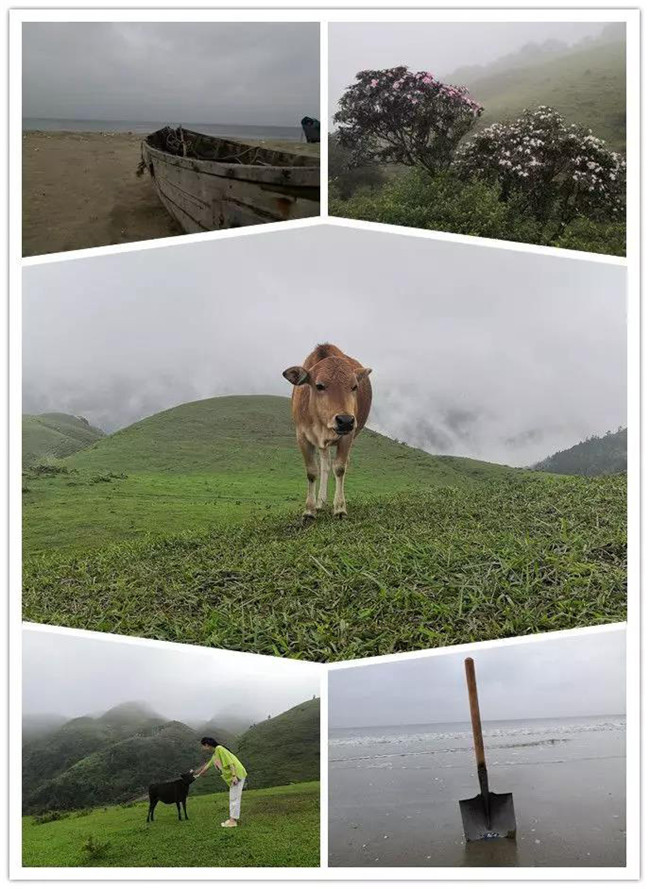 5月1日，陽西藍袍藍看海，陽春雞籠頂?shù)巧劫p高山杜鵑